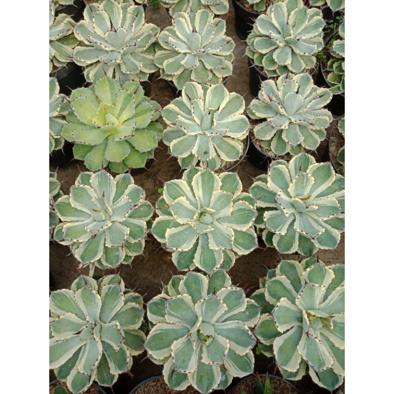 Sukulen Sekulen Agave Potatorum Kichiokan Jumbo - Sukulen Bandung