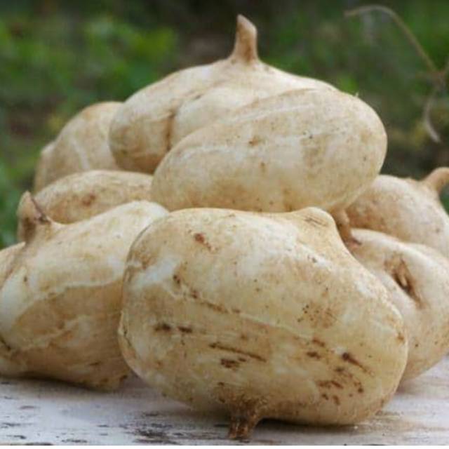 

Bengkoang Ganda Segar dan Sehat per 1 kg