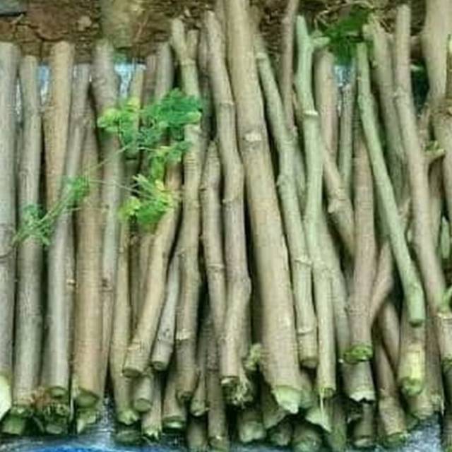 Bibit pohon kelor Bibit stek pohon kelor