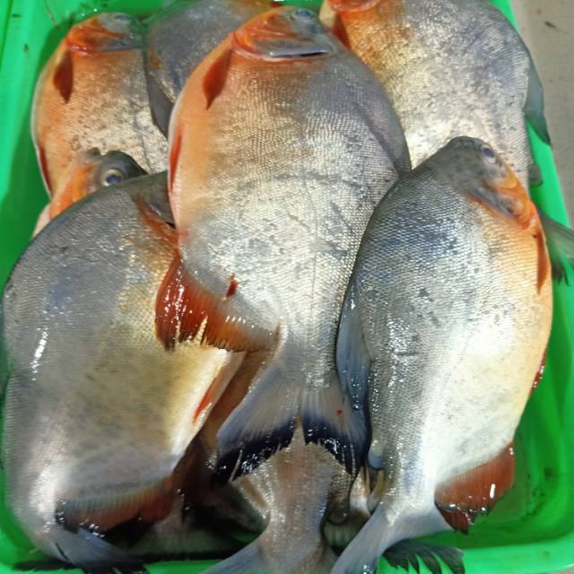 

Bawal Merah 500gram (fresh)