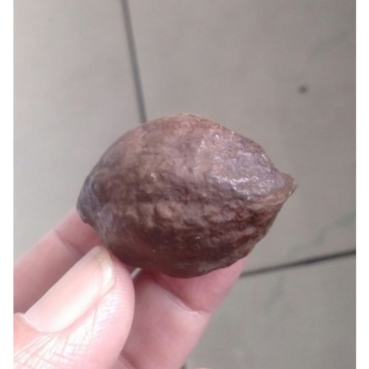 Kemiri Adu Muncang Adu Jalim Jawa Ori Tua Jatuhan