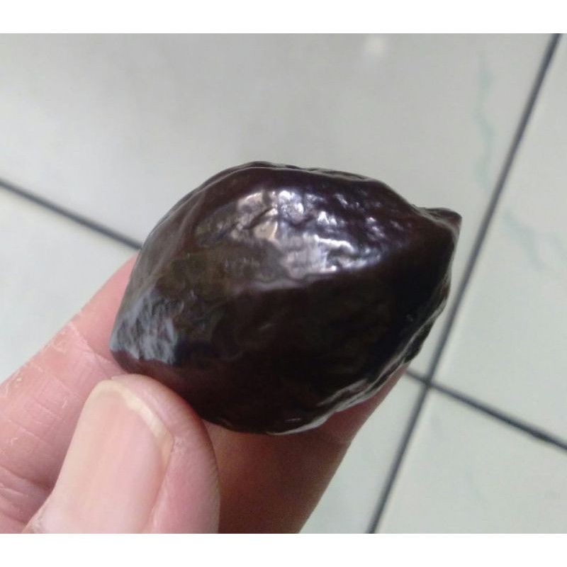 Muncang Adu Mayit Jawa MJ Garung