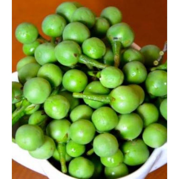 

Buah takokak lalaban sunda cempoka