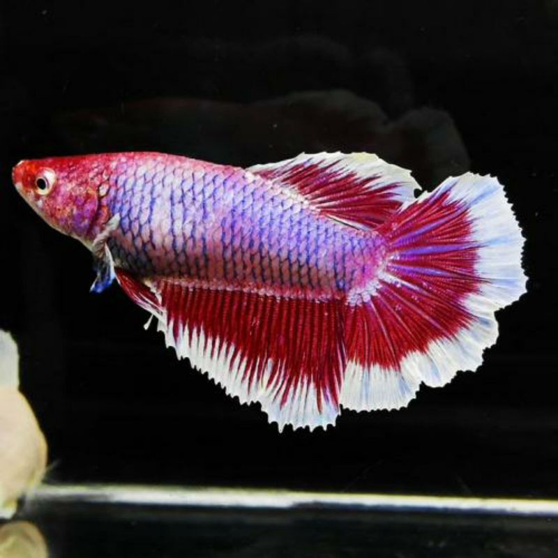 ikan cupang BIG EAR betina