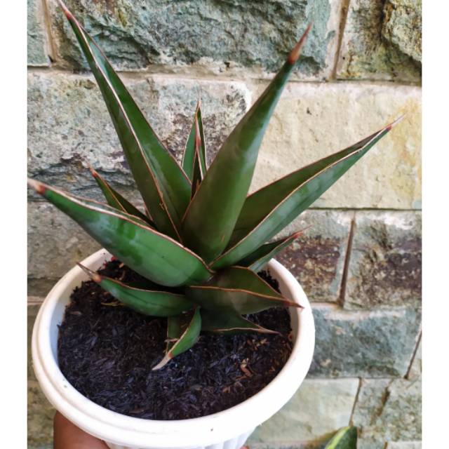 Tanaman hias sansevieria pinguicula Shopee Indonesia Tanaman hias sansevieria pinguicula Shopee Indonesia