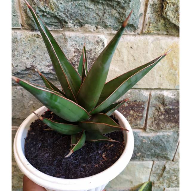  Tanaman  hias sansevieria  pinguicula Shopee Indonesia