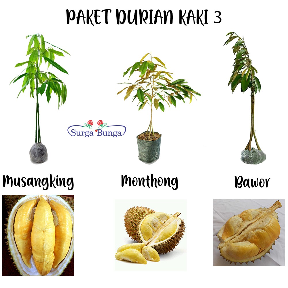Paket Tanaman Buah Durian Kaki 3 Dapat 3 Jenis Bibit