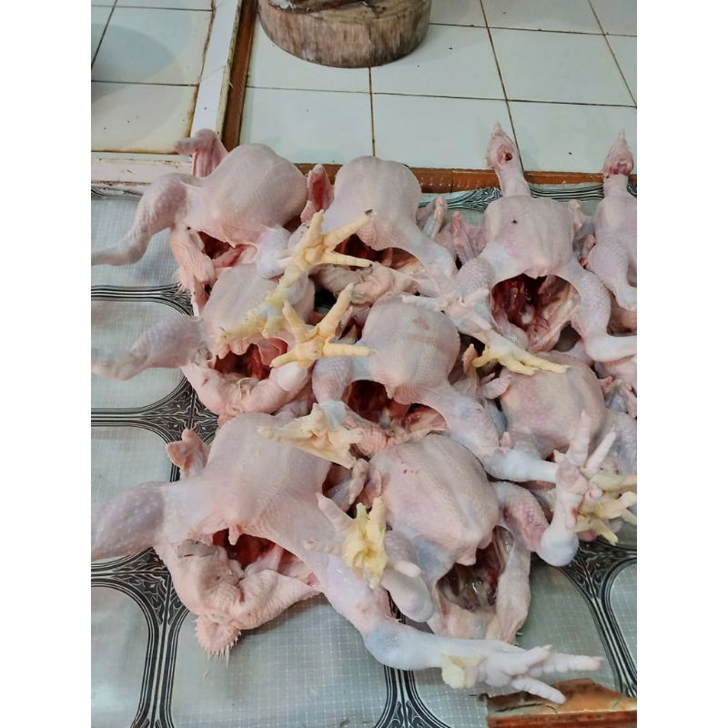 

Ayam Utuh Ayam FRESH Berat 1,2kg