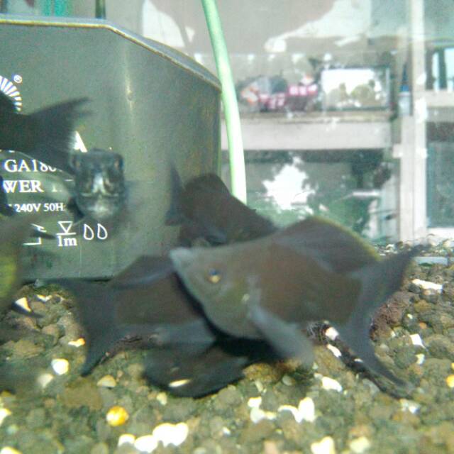 Ikan Hias BLACK MOLLY Baloon Ekor Cagak