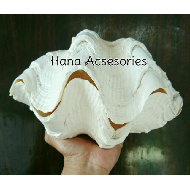 Cangkang Kerang kima atau jinny jumbo dan cantik