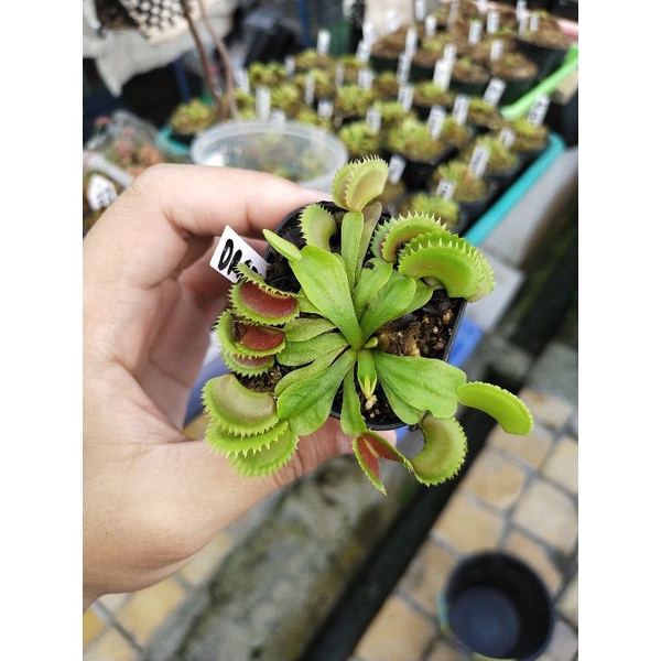 Venus FlyTrap Dracula Venus Fly Trap Dracula