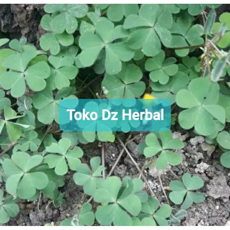 

Daun semanggi segar dan fresh 300 gram-az