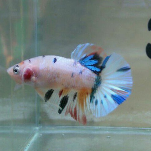 ikan cupang nemo marbel/multi HMPK sepair siap breed