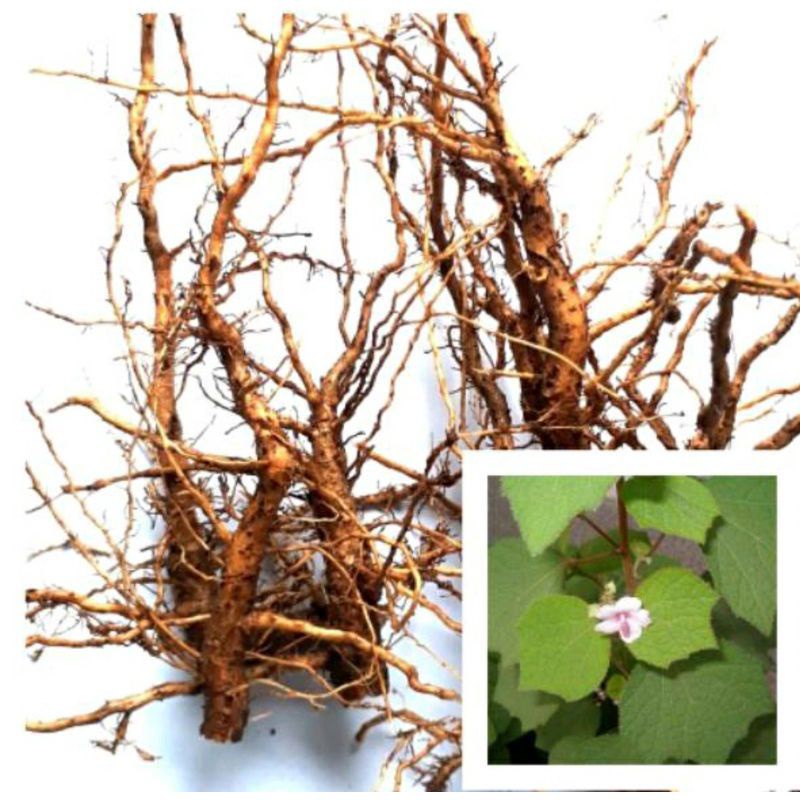 

Paket Irit Akar Pulutan Segar 250gram