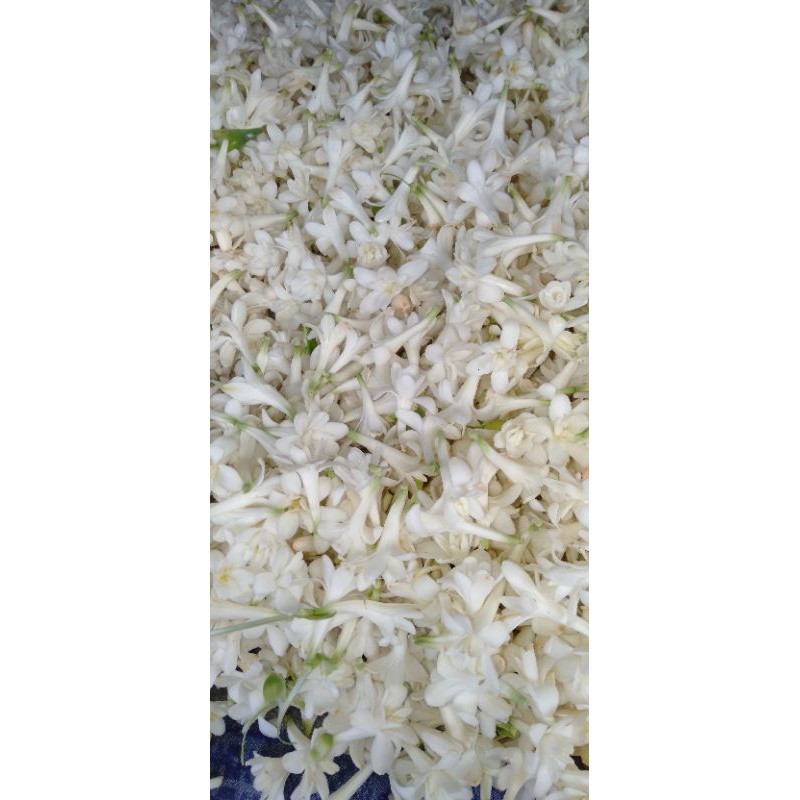 

Bunga Sedap Malam 500gram