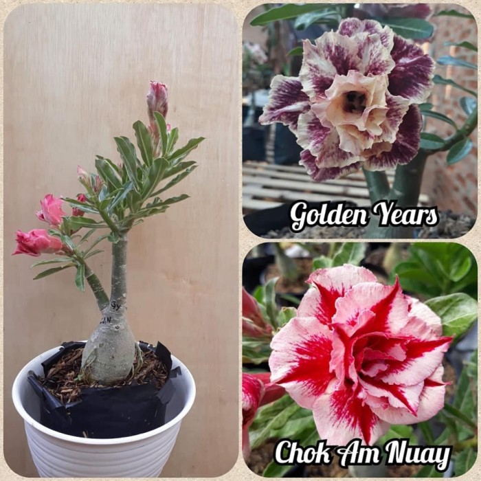 bibit kamboja adenium 1 pohon 2 warna TERLARIS!!