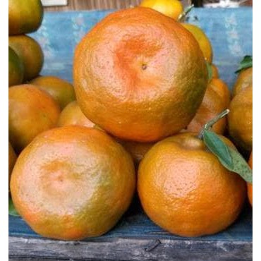 Tanaman Jeruk Keprok Bali Tejakula