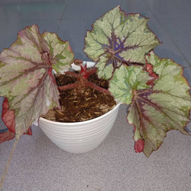Begonia rex silver