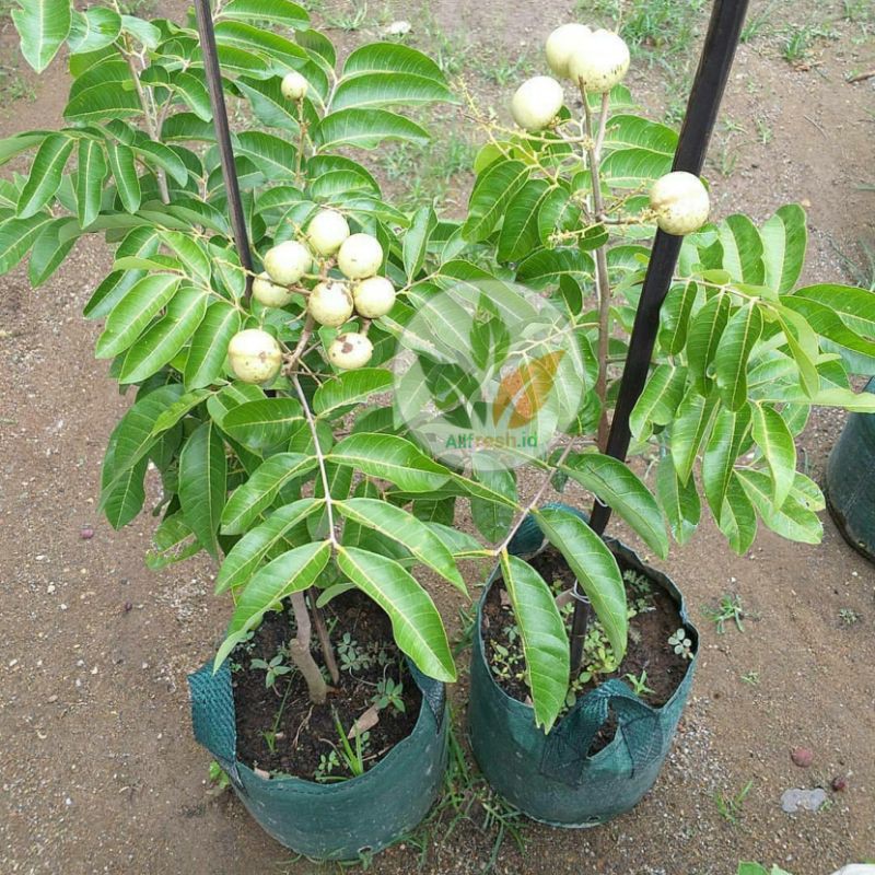 bibit pohon kelengkeng matalanda/pohon buah lengkeng