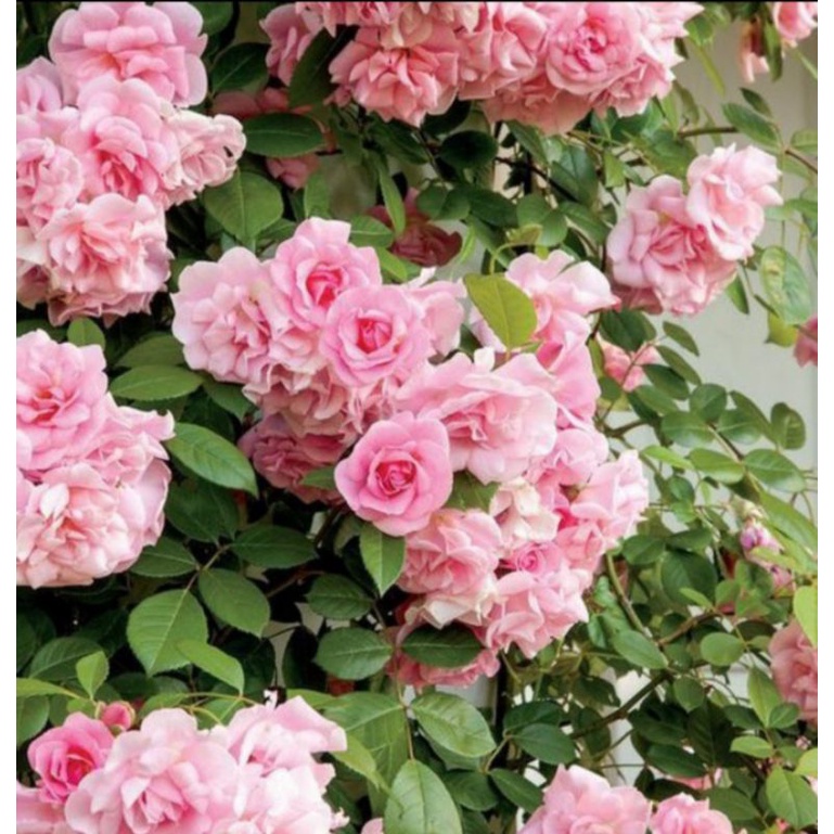 tanamn import bunga mawar ROSARIO tanaman hias outdoor