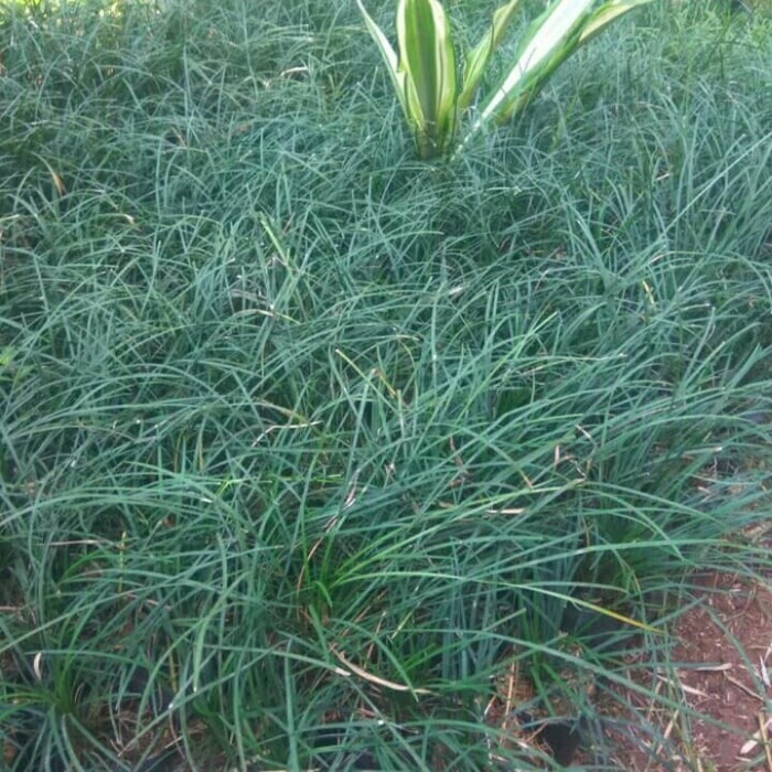 Tanaman Hias Kucai Gondrong Tanaman Kucai gondrong Tanaman Kucai