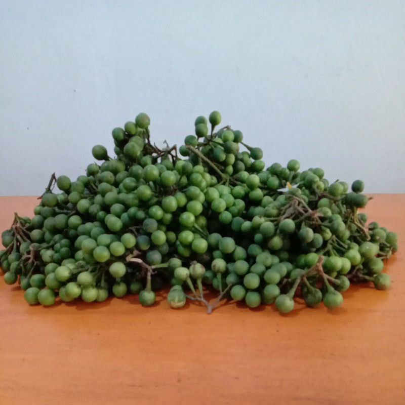 

Buah takokak segar - terung pipit - Solanum torvum Sw - 500 gram