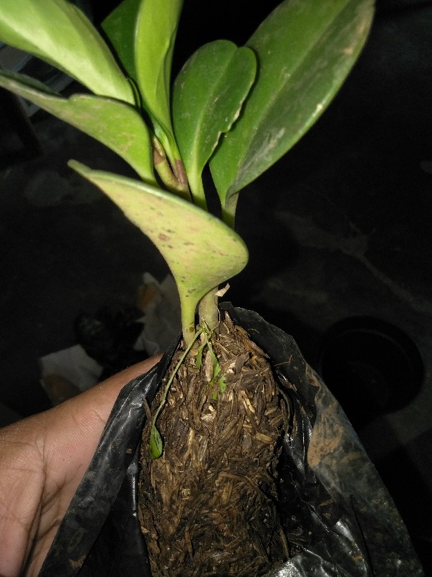 Murah Tanaman Hias Indoor Paperomia Hijau - Jade