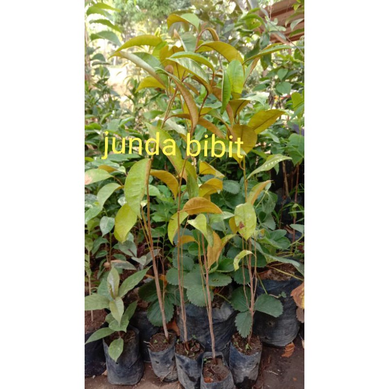 

bibit buah kenitu