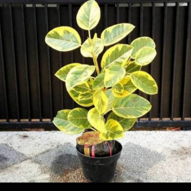 Pohon karet kebo varigata(golden) - tanaman hias karet kebo varigata