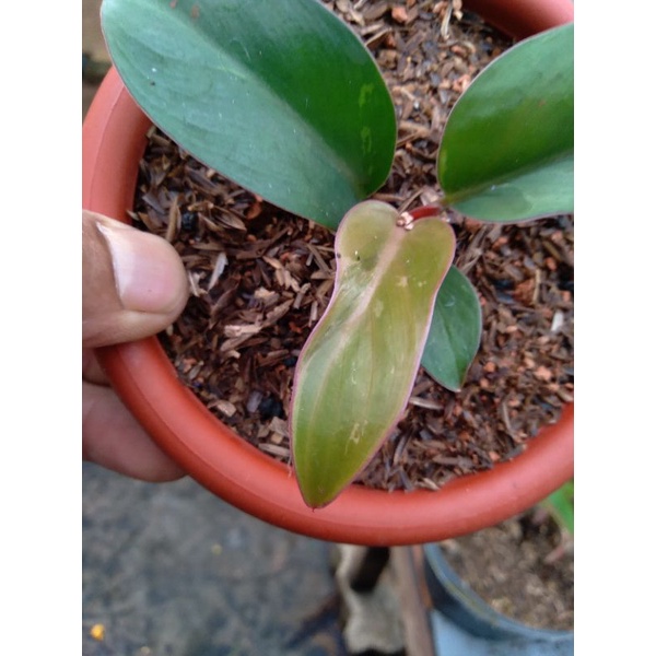 Tanaman Hias Philodendron Red Congo Variegata