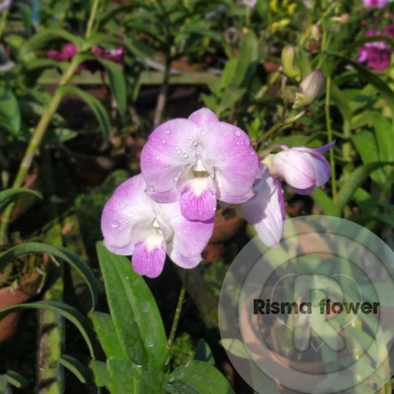 ( DEWASA SUDAH SPIKE ) ANGGREK DENDROBIUM CHAOPRAYA PINK DEWASA SUDAH SPIKE / ANGGREK DENDROBIUM DEW