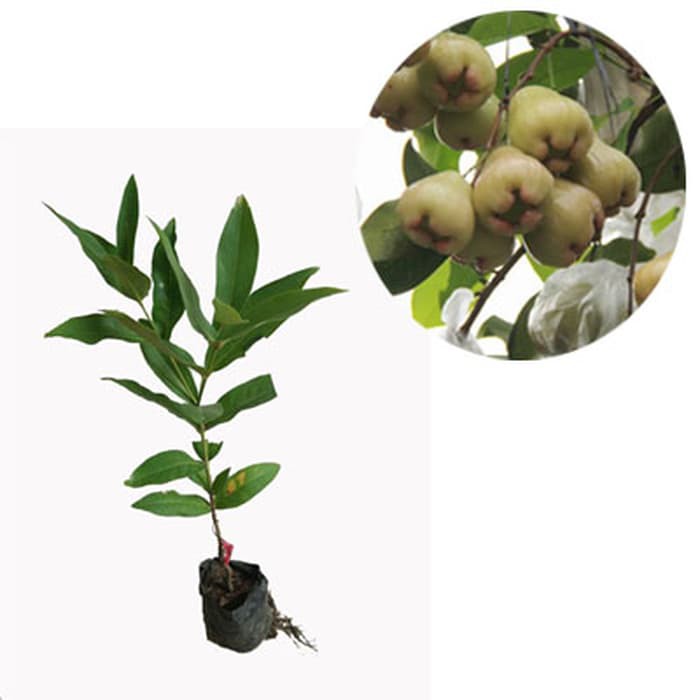 

Jambu Air Bajang Leang