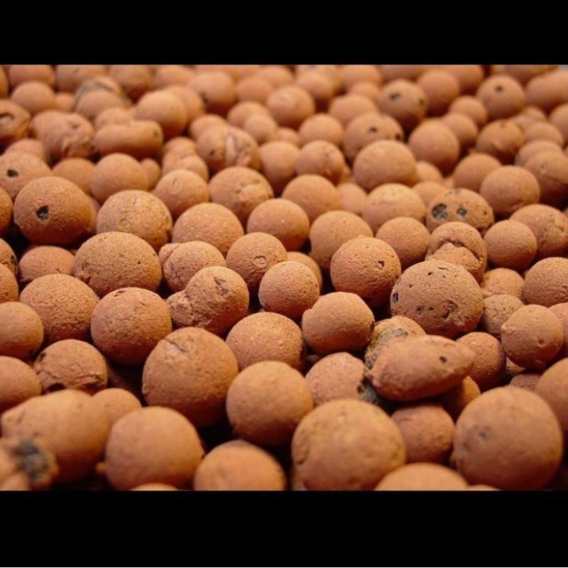 Hydroton media Hidroponik