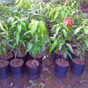 bibit mangga garifta merah