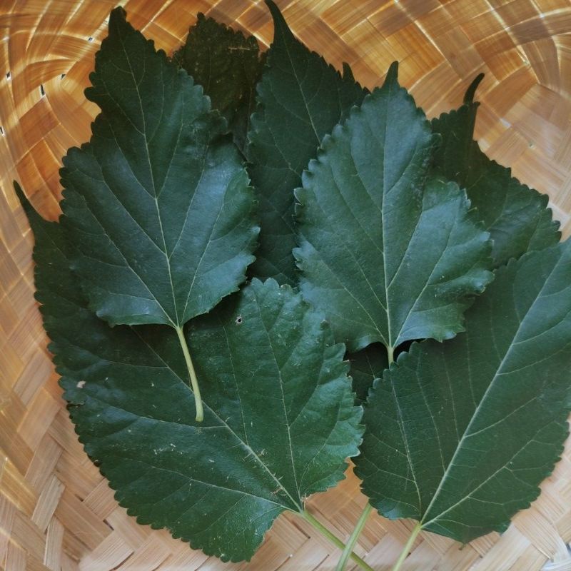 

Daun Murbei Segar/Kering (20 gr) Untuk Obat Wasir/Kolesterol/Penurun Berat Badan/Diabetes