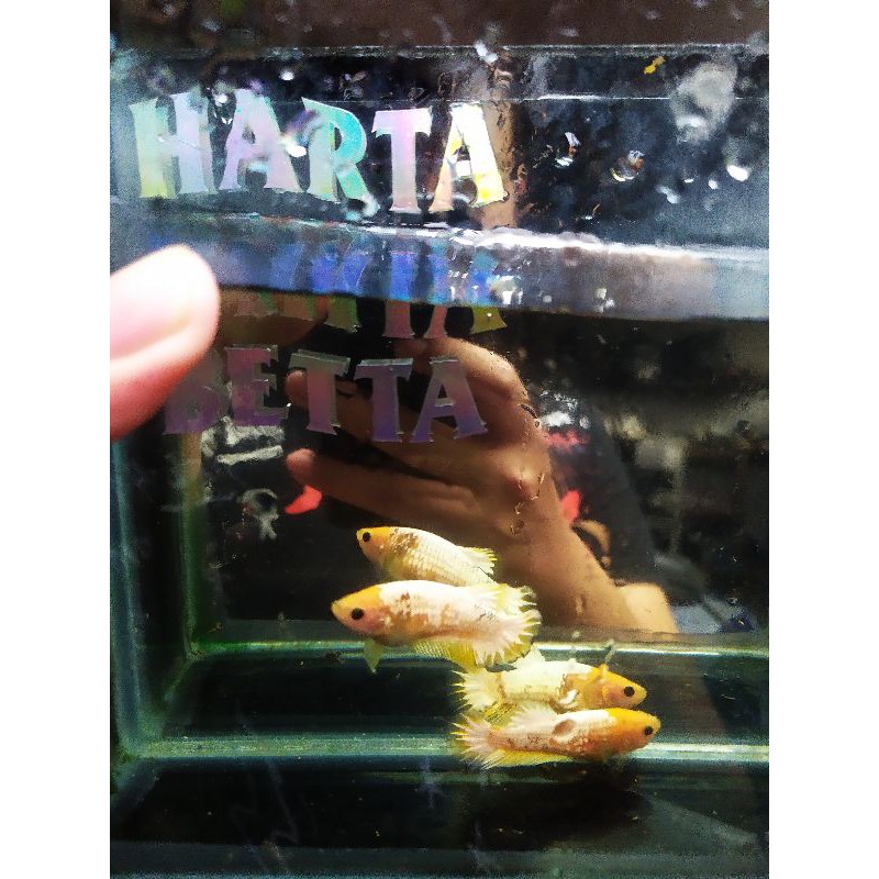 Female FCCP Yellow Head