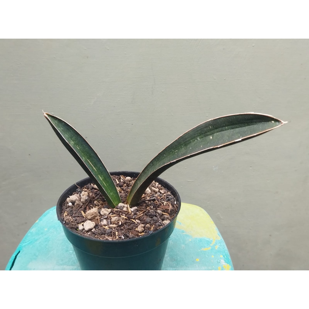 sansevieria hallii " blue bat "