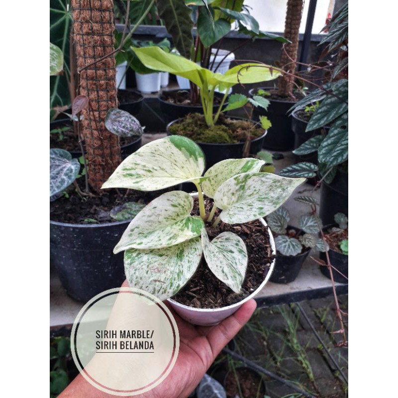 Tanaman Hias Sirih Marble/ Sirih Belanda