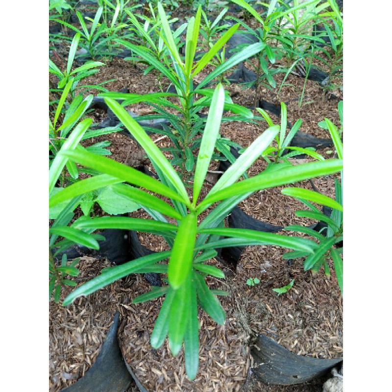 BIBIT GANAMAN HIAS LOHANSUNG