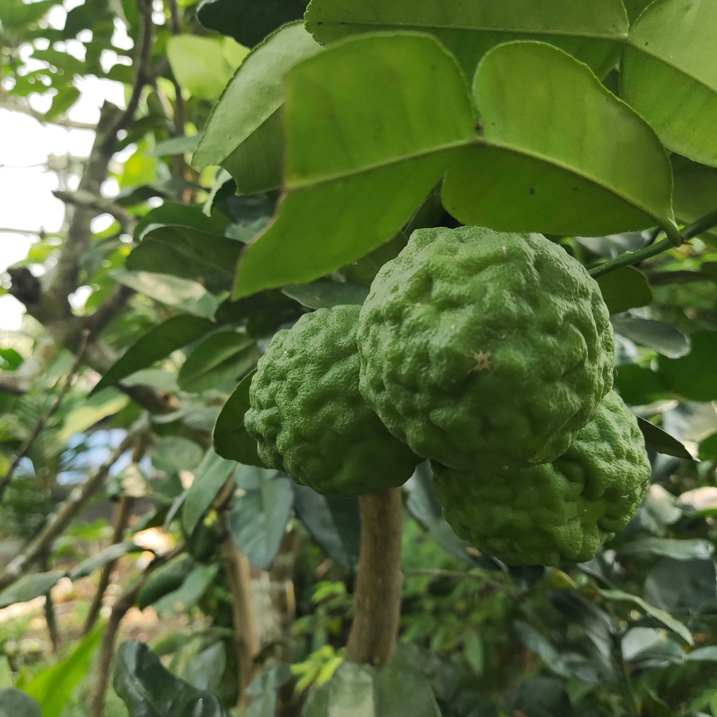 

Jeruk Purut Super Segar Langsung Dipetik