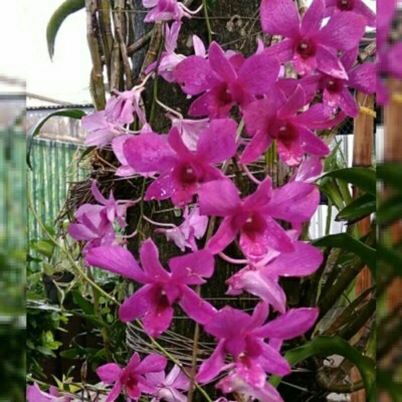 Anggrek Dendrobium Bantimurung