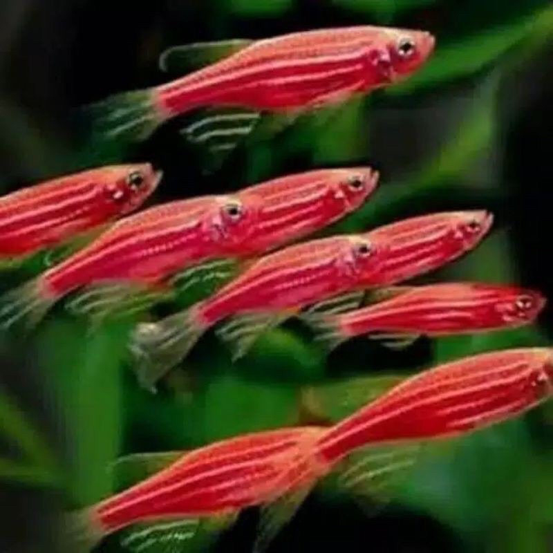 danio zebra pink