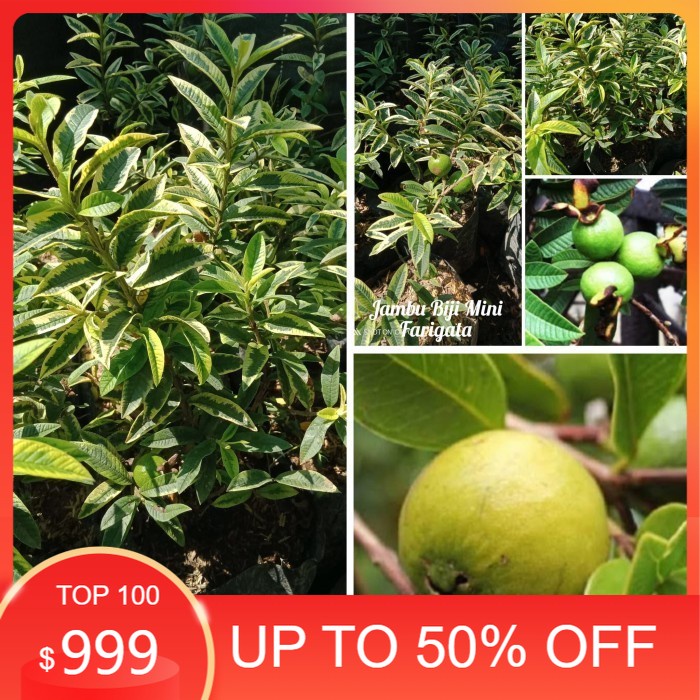 Bibit Jambu biji Mini Farigata hsl cangkok sangat bagus buat Bonsai.