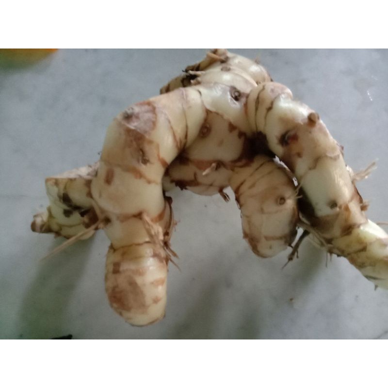 

lengkuas/ laos fresh baru petik 100 gr