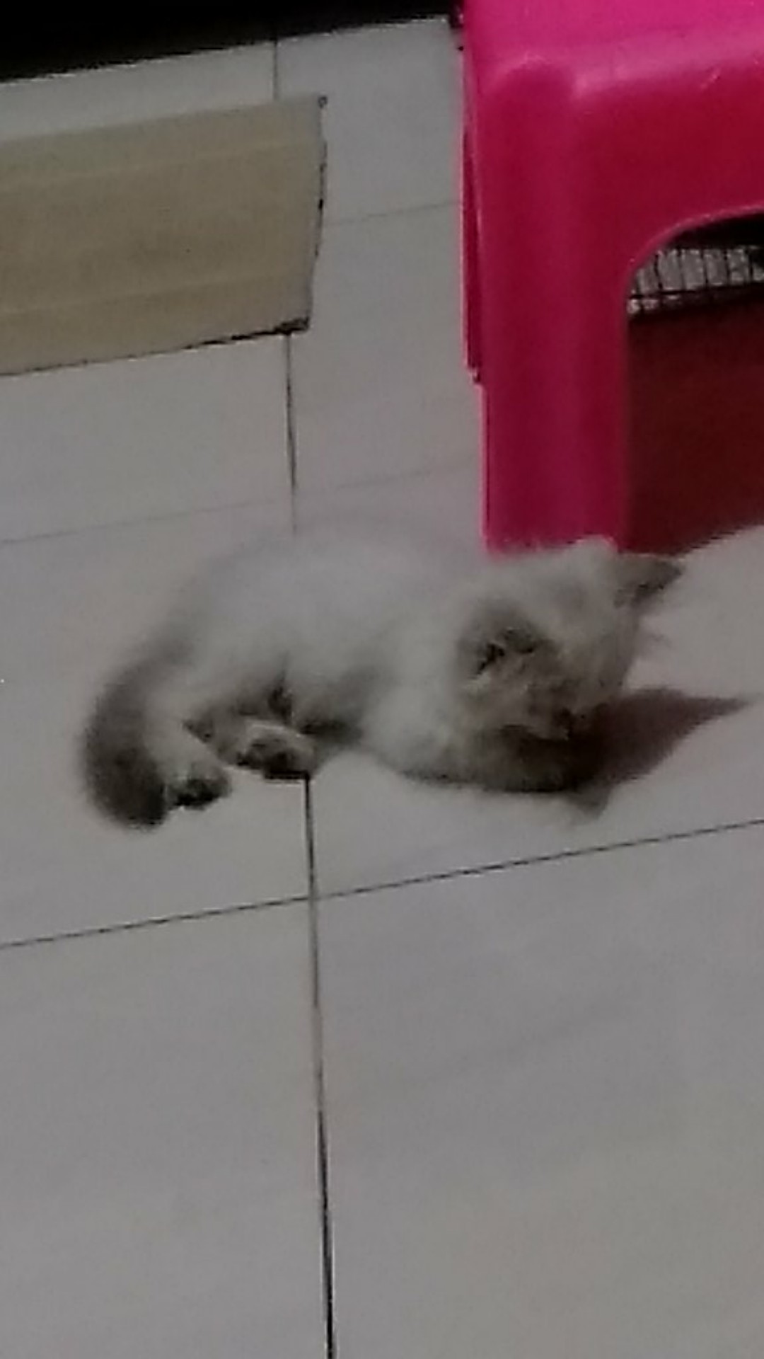 Obral Bantal Polos Bahan Bulu Rasfur Uk. 35x35cm Full Dacron