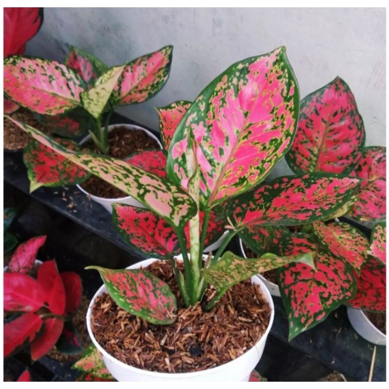 Aglonema Dut Anjamani Remaja