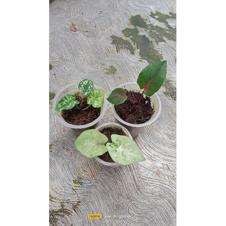 Paket hemat keladi size anakan sesuai request, hillo beauty, miss mufet florida, Anoman obong