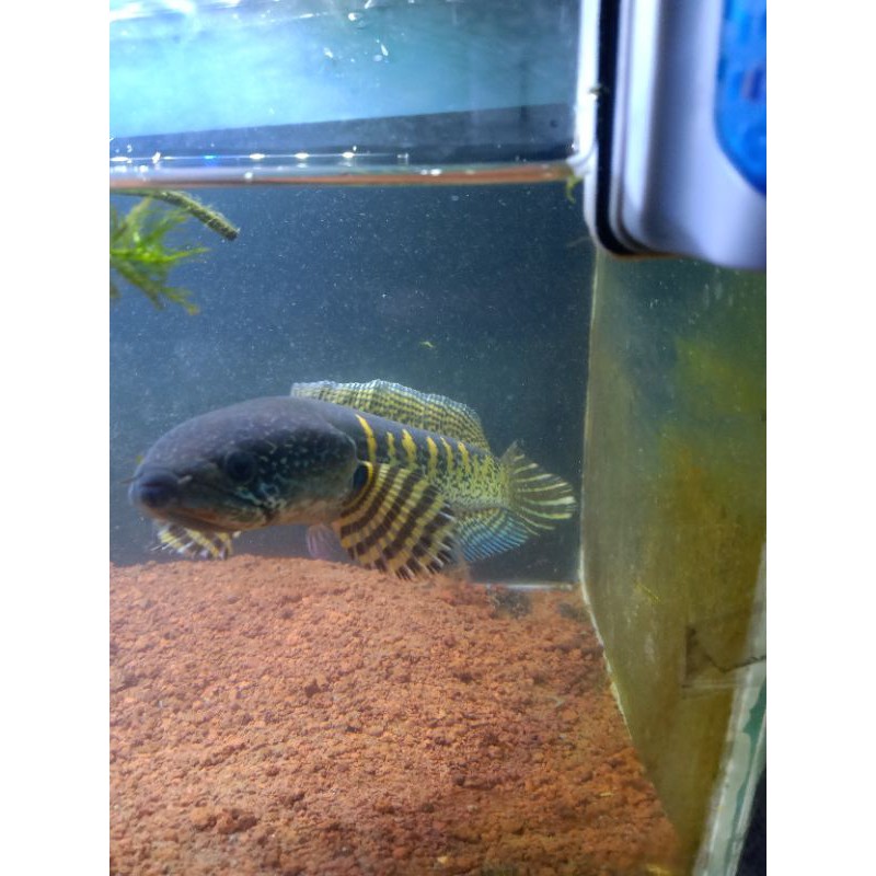 ikan channa auranti 25cm