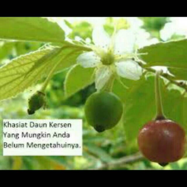 

Daun Kersen Segar baru di petik / Jamu Herbal / Obat Herbal / Jamu Tradisional