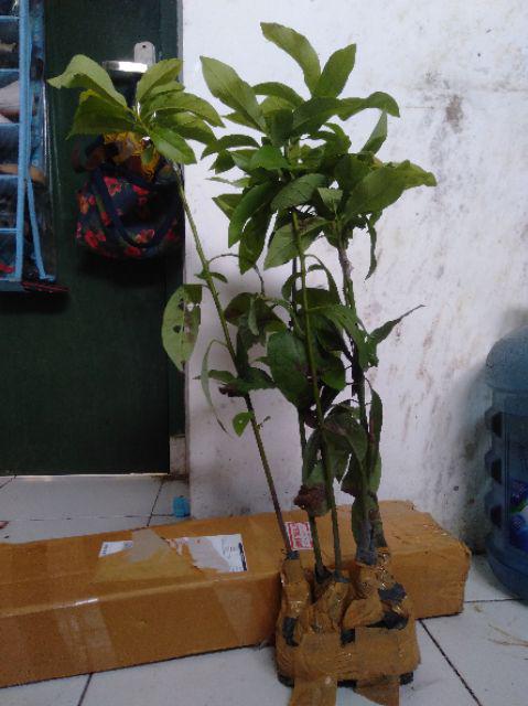 Bibit Tanaman Alpukat Wina Jumbo